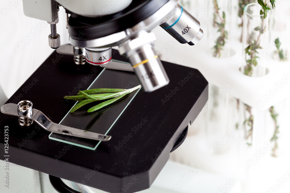 test herbs samples on a microscope slide close up