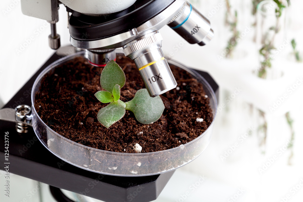 analysis of soil sample with young plant under microscope