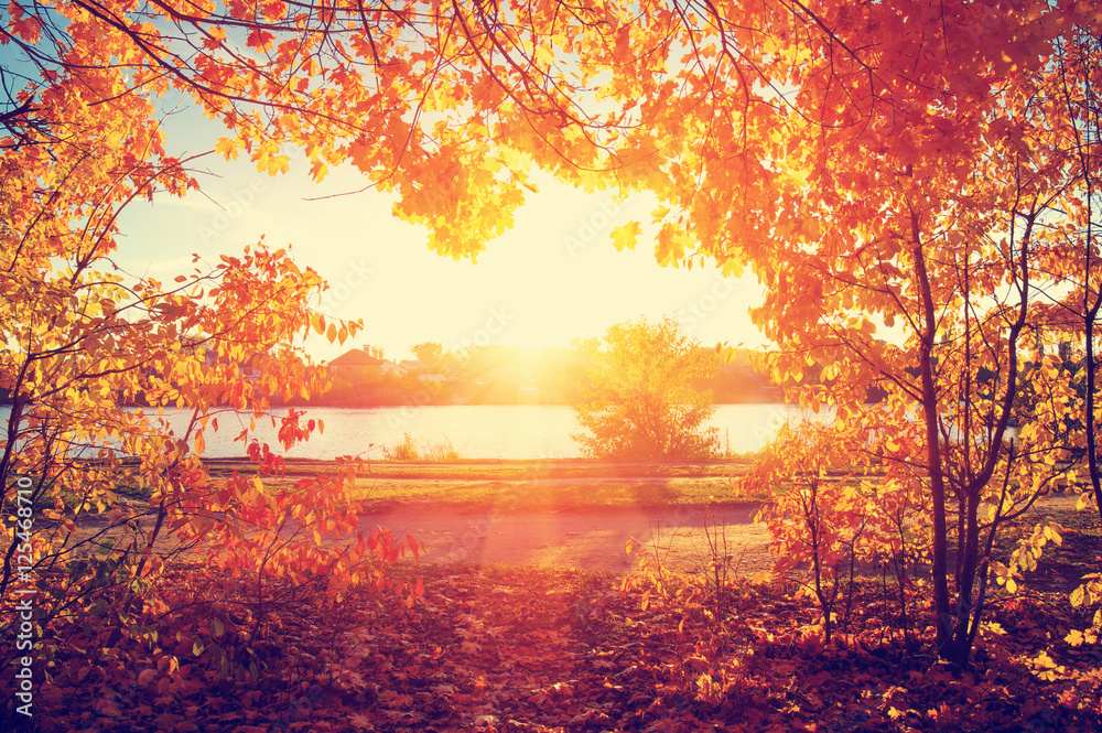  autumn trees on sun