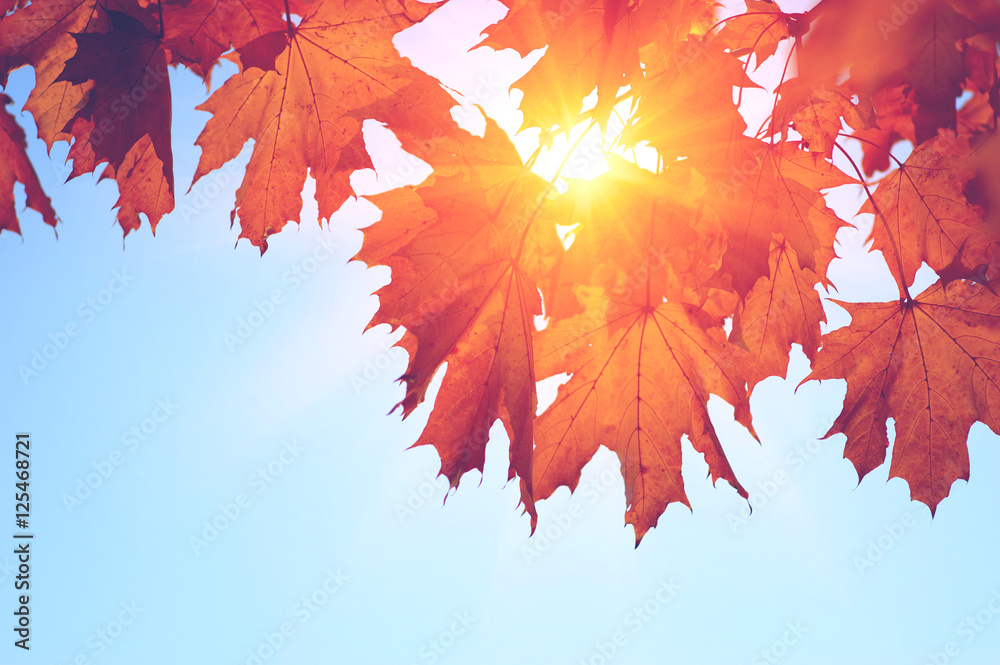  Autumn leaves on the sun