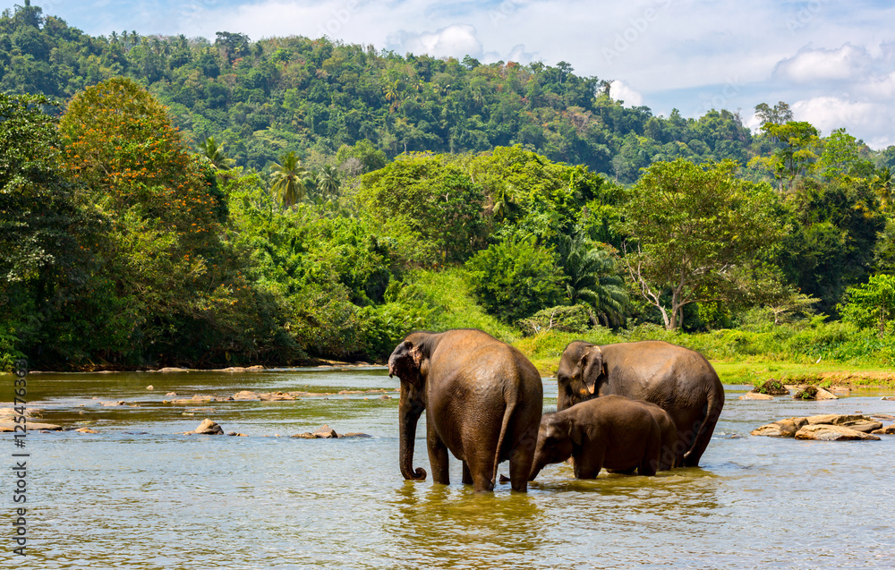 fanny elephants in jungle river