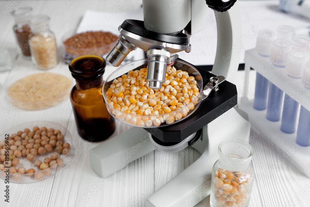 Laboratory for food analysis corn test no one wooden background