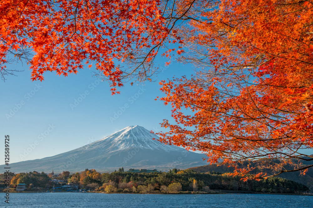 日本河口湖的富士山上有美丽的彩色红枫（Momiji）。