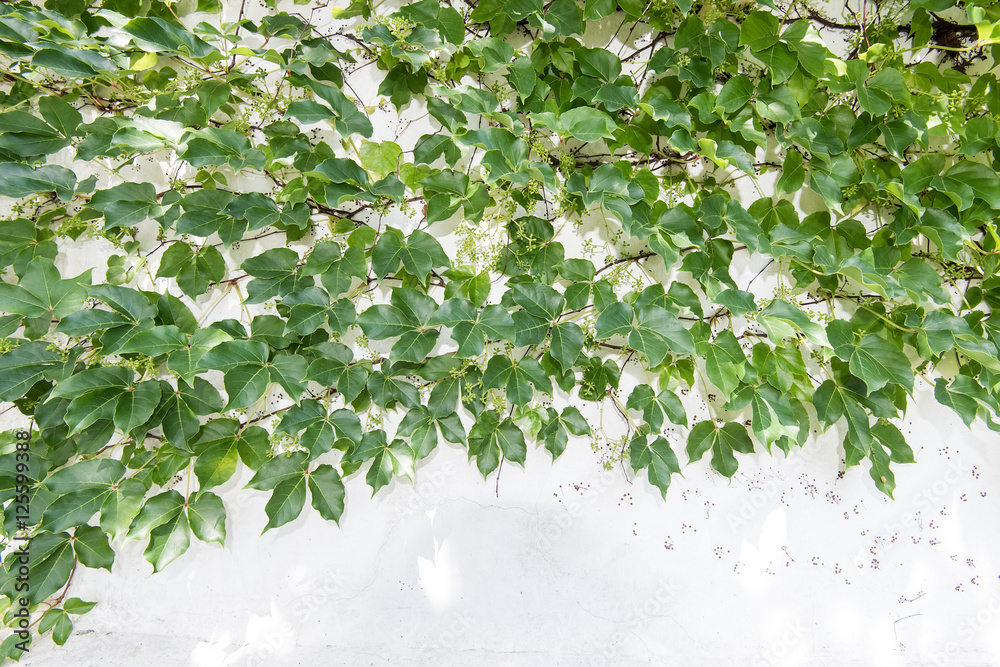 ivy leaves isolated on a white background