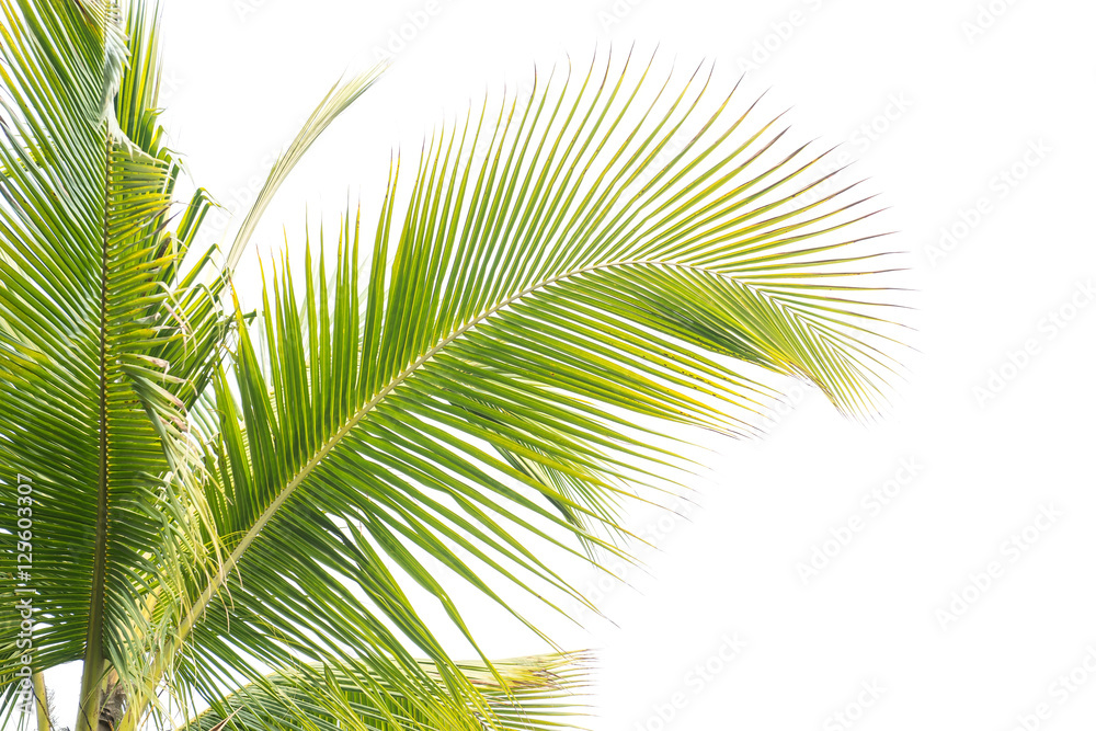 palm tree isolated on white background