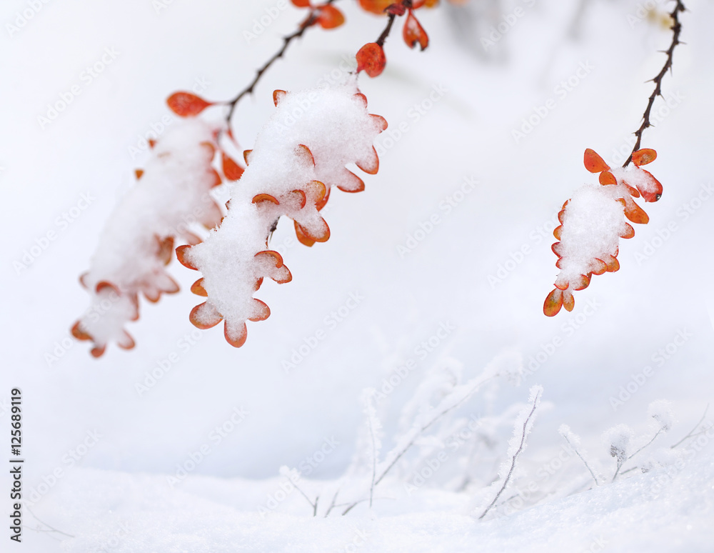 秋末或初冬，户外雪地下，美丽的树枝，有橙色和红色的叶子。