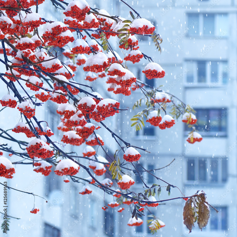 在城市的冬季降雪中，树枝上结着一簇簇罗望子。第一场雪，蓝色