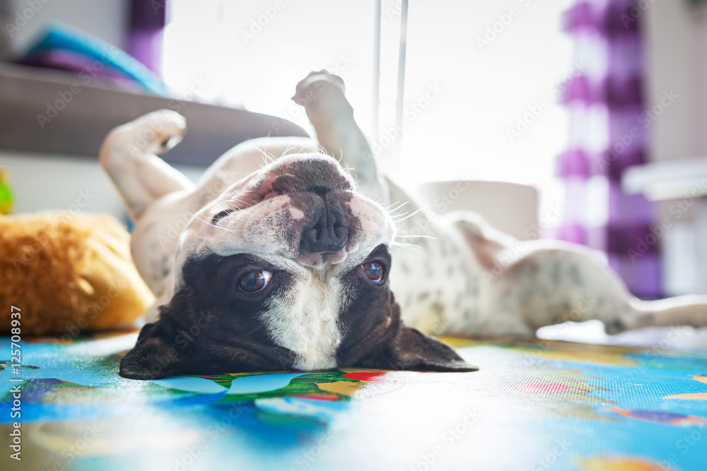 法国斗牛犬躺在地板上