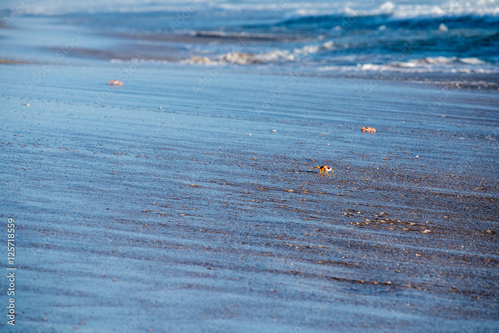 orange crab on pacific ocean sandy beach