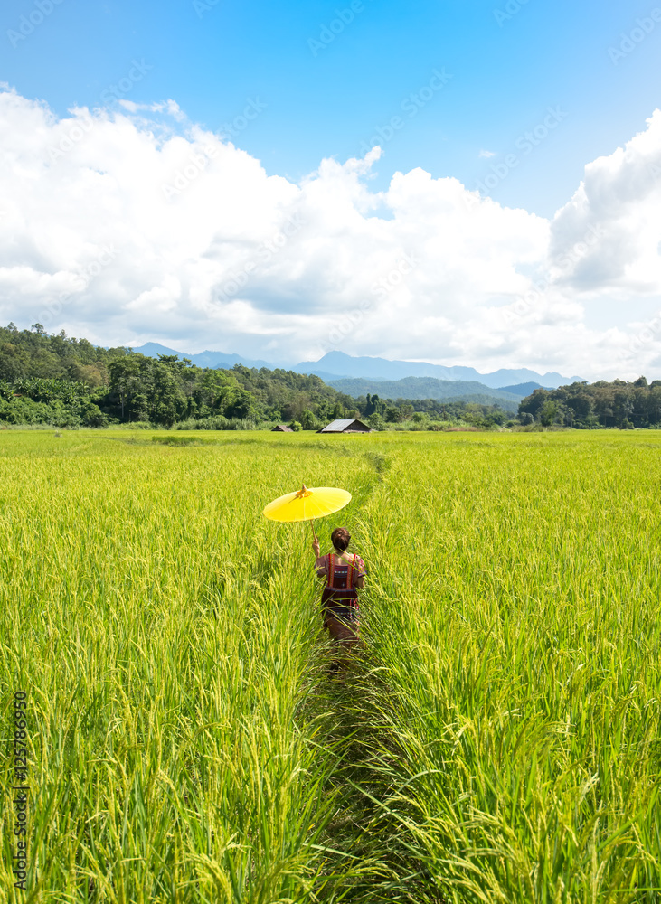 Women holding a yellow umbrella walk in the green rice field. Background under Blue Sky, Mae Hongson