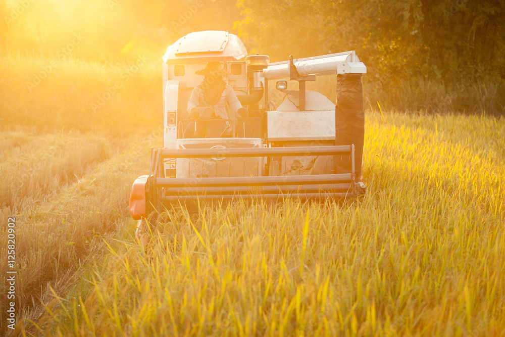 Harvesters for rice harvesting work. Harvesters and harvesting m