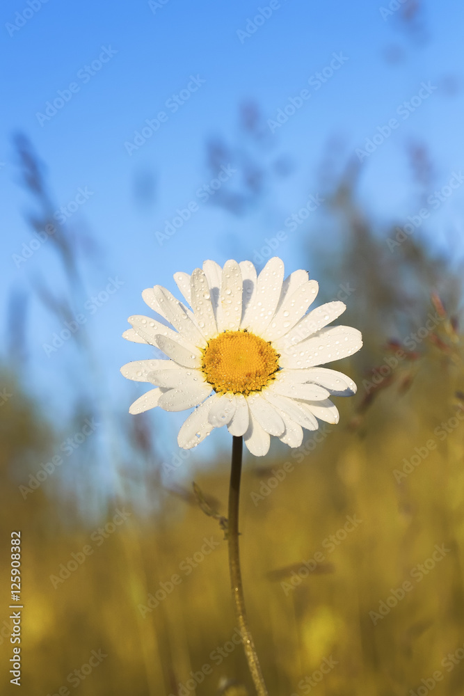 生长在蓝天背景下的夏季草地上的花白色雏菊