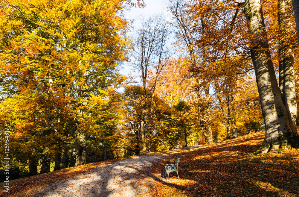 Fall season scenic in a park