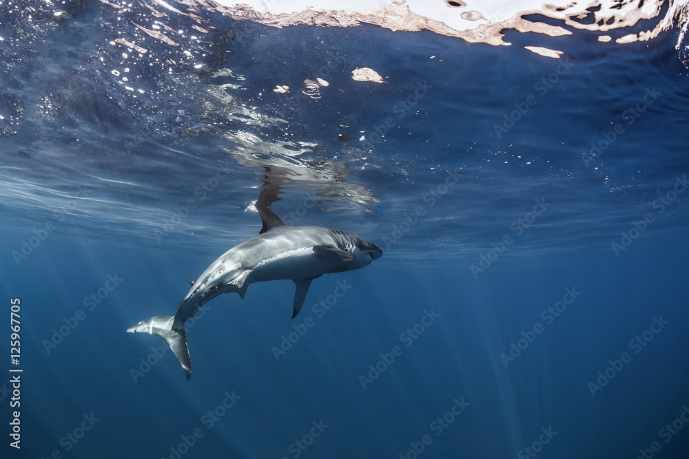 Great White Shark in blue ocean. Underwater photography. Predator hunting near water surface.