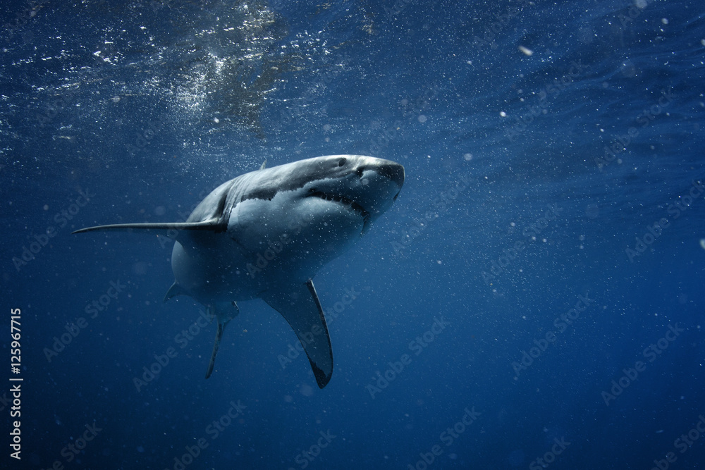 Great White Shark in blue ocean. Underwater photography. Predator hunting near water surface.