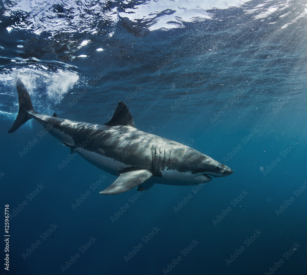 Great White Shark in blue ocean. Underwater photography. Predator hunting near water surface.