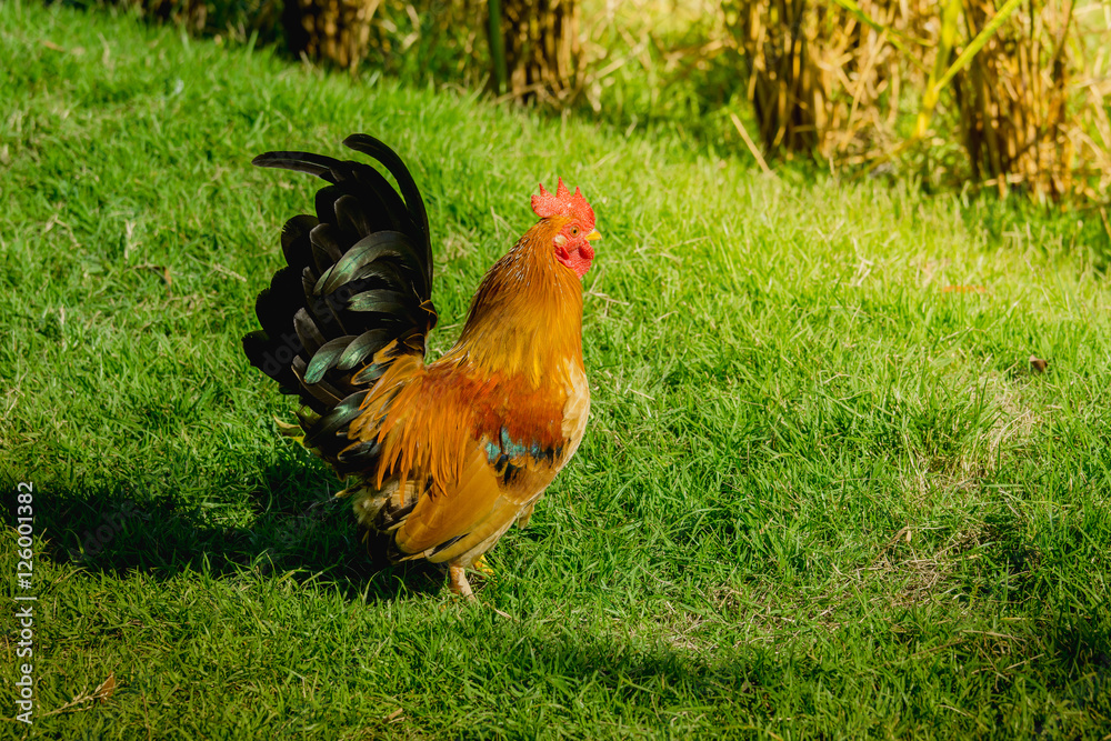 close up portrait of bantam chickens, Beautiful colorful cock