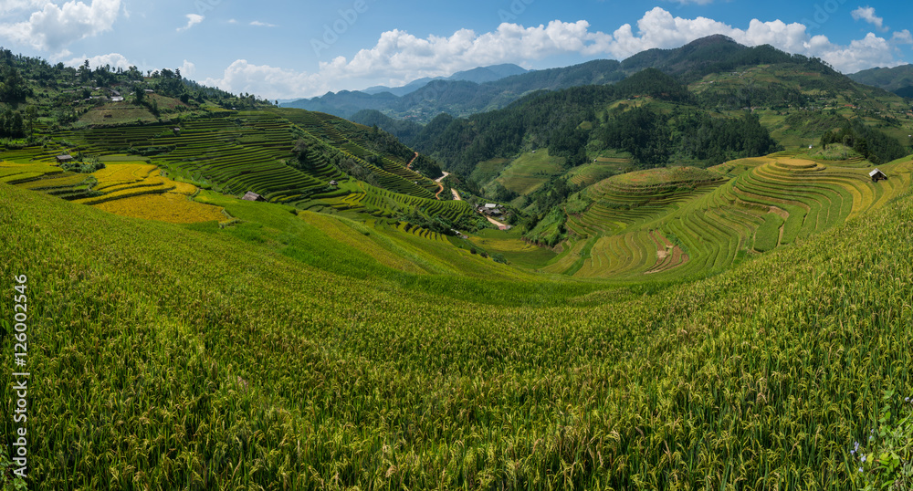 Terraced rice field in Mu Cang Chai, Vietnam