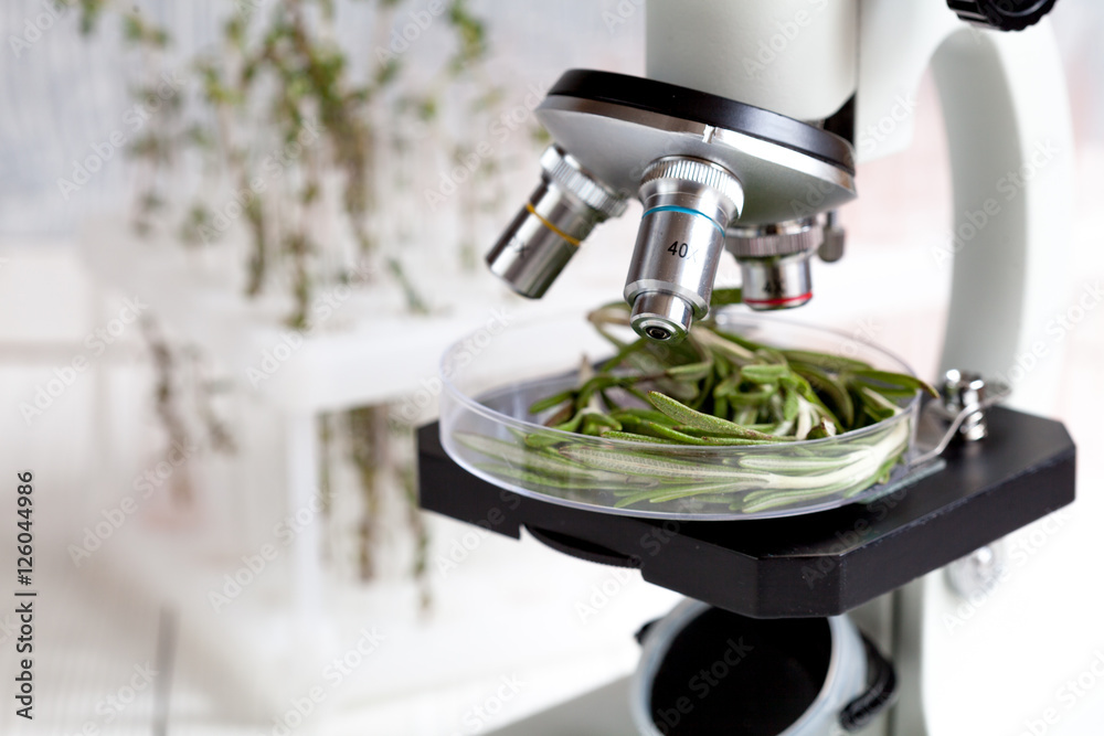 test herbs samples on microscope in laboratory