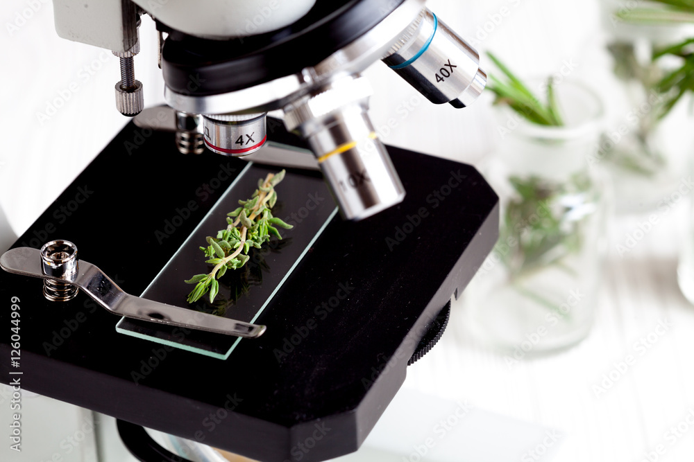 test herbs samples on a microscope slide close up