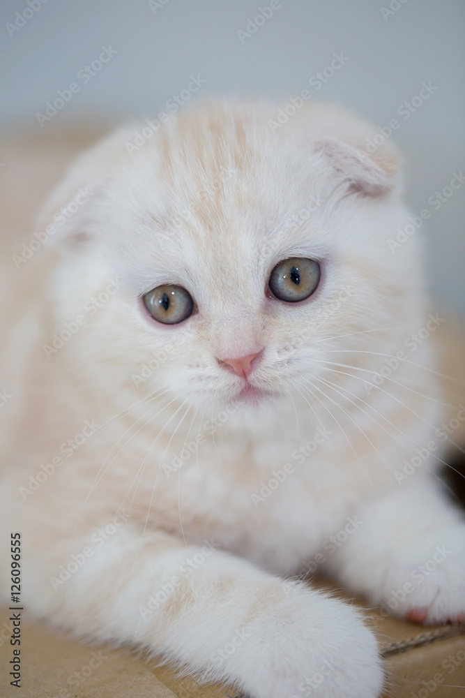 Lovely tabby scottish fold kitten lying on the floor