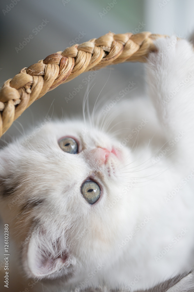 Lovely scottish fold kitten playing in the basket