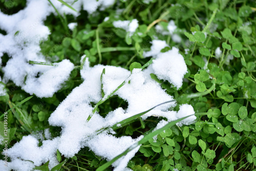 雪下绿草如茵。天气。初冬