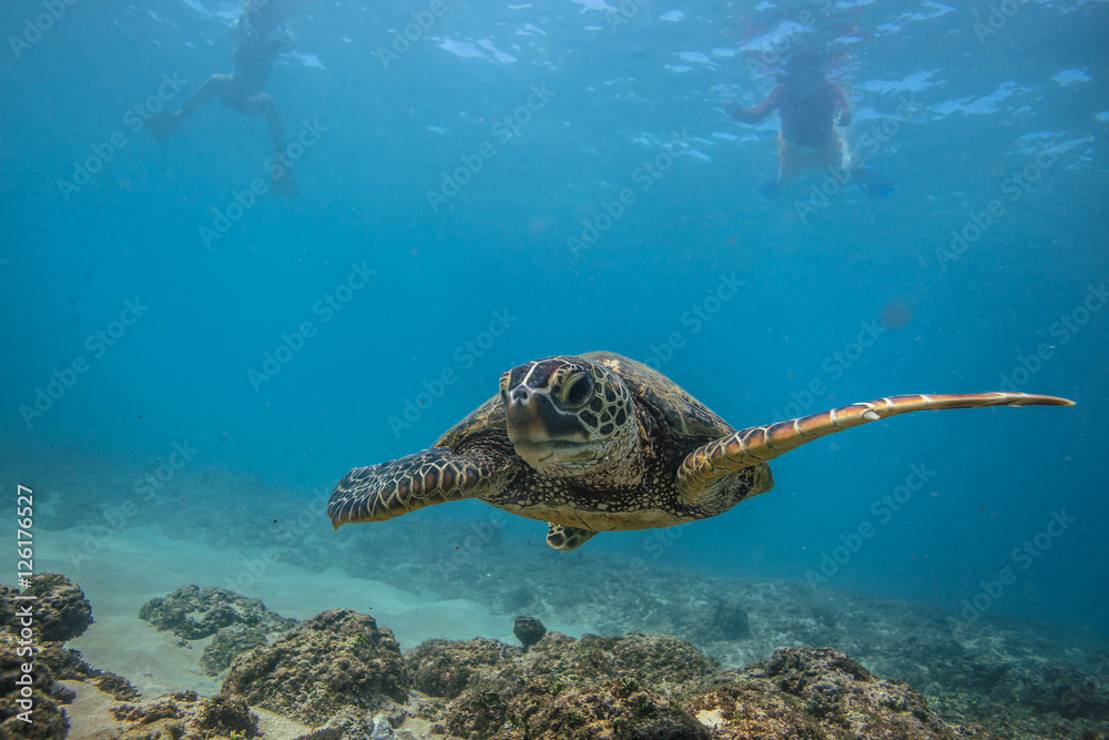 马尔代夫海域的海龟和鱼类海洋生物