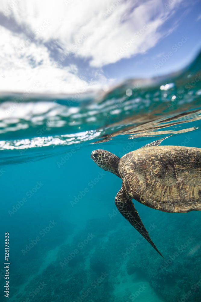 马尔代夫海域海龟和鱼类的海洋生物