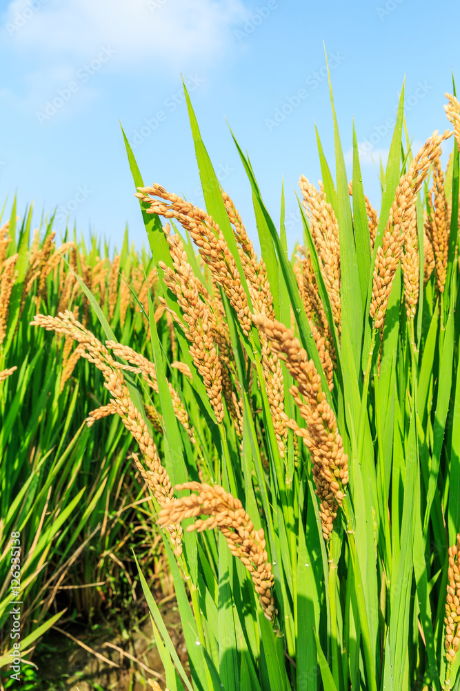 Mature rice in the autumn