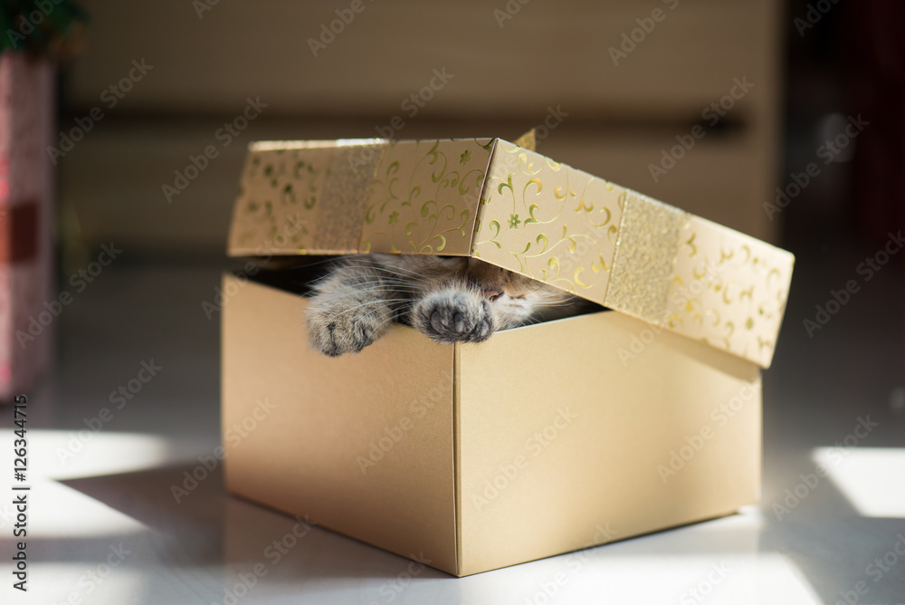 kitten playing in a gift box