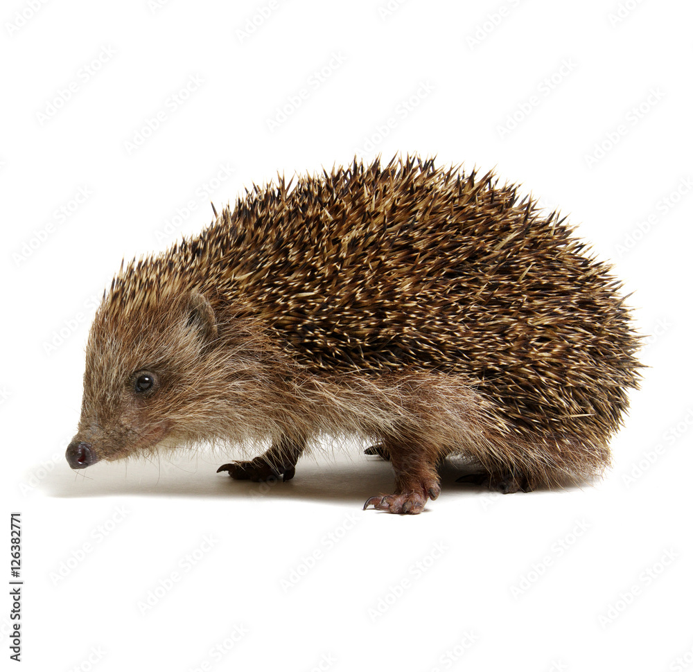 Hedgehog  isolated on white