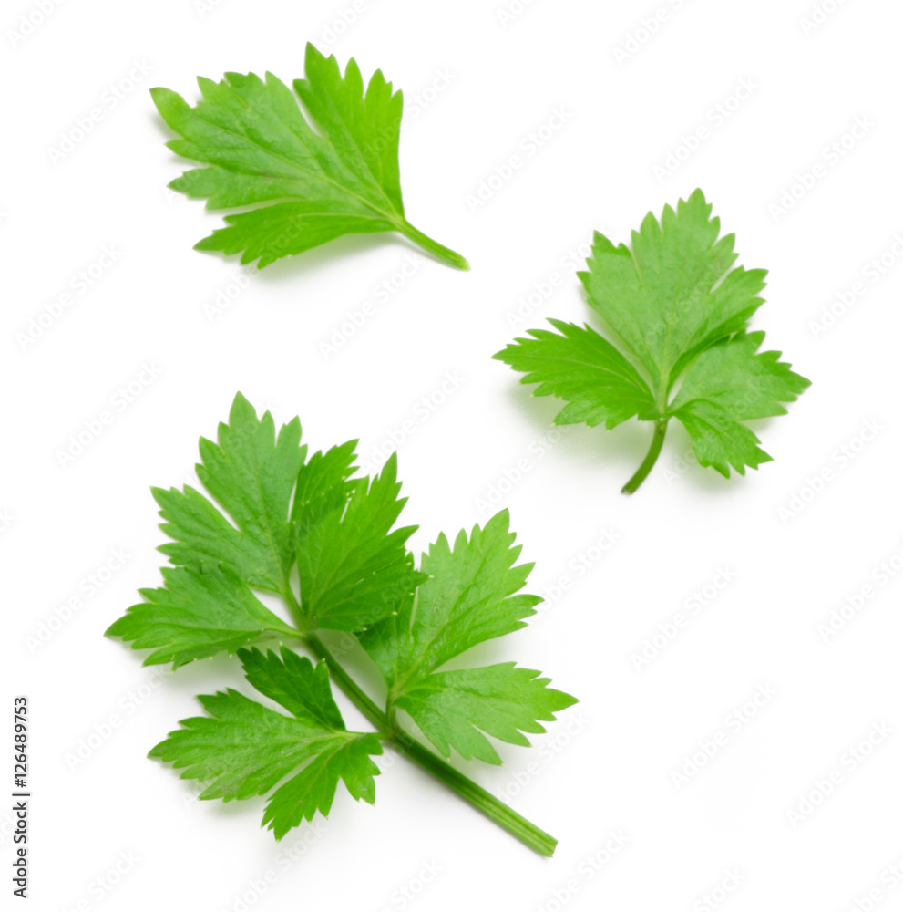 Celery or parsley leaf isolated on white background. Top view.