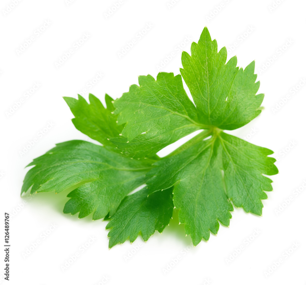 Celery or parsley leaf isolated on white background. Top view.