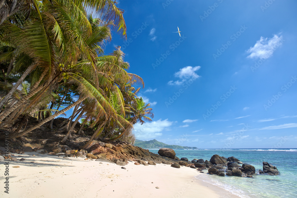 Tropical beach with palms and sand in Mahe Island, Seychelles