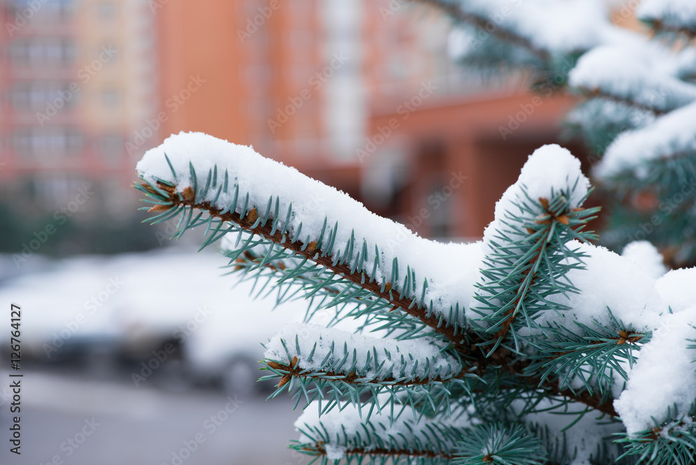 冬天。雪。圣诞背景。城市中云杉建筑的树枝。