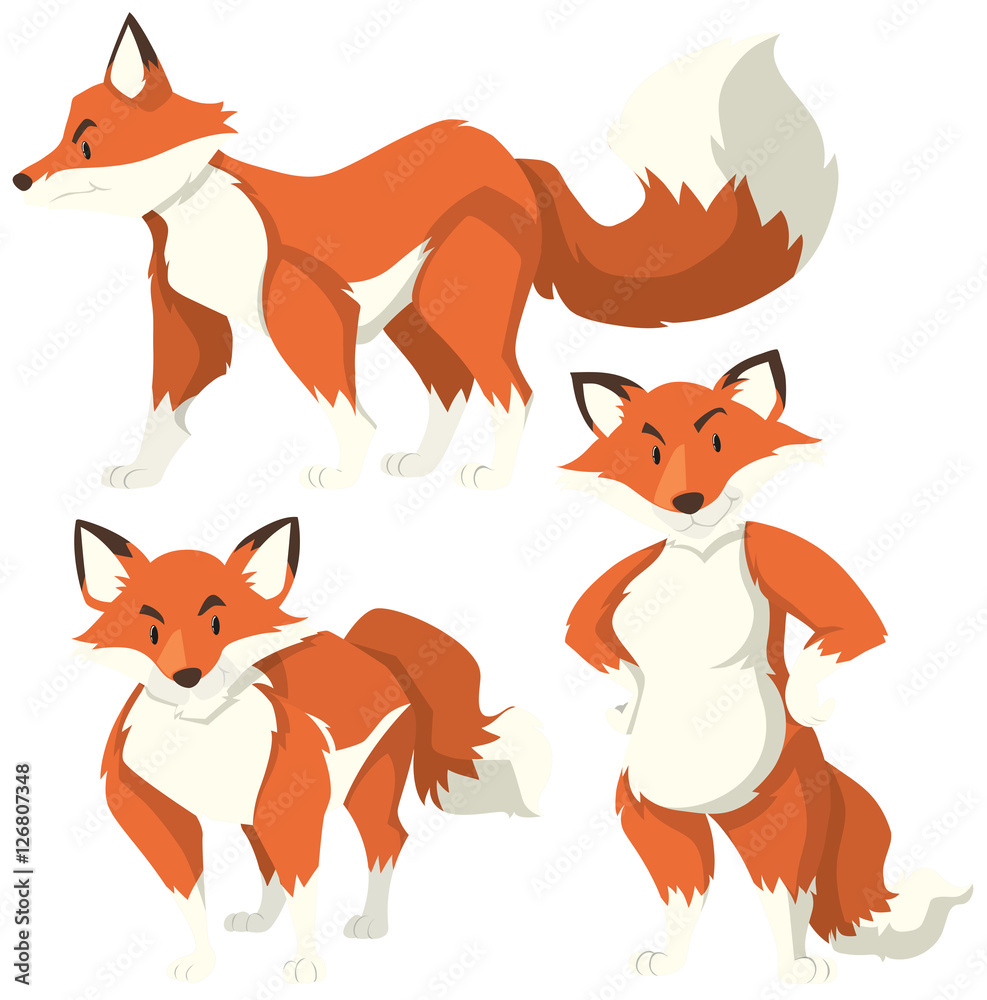 Three different actions of red fox