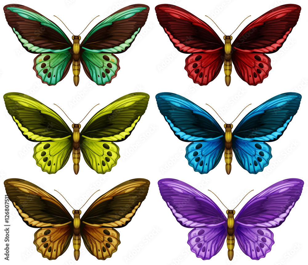 Monarch butterflies in six different color wings