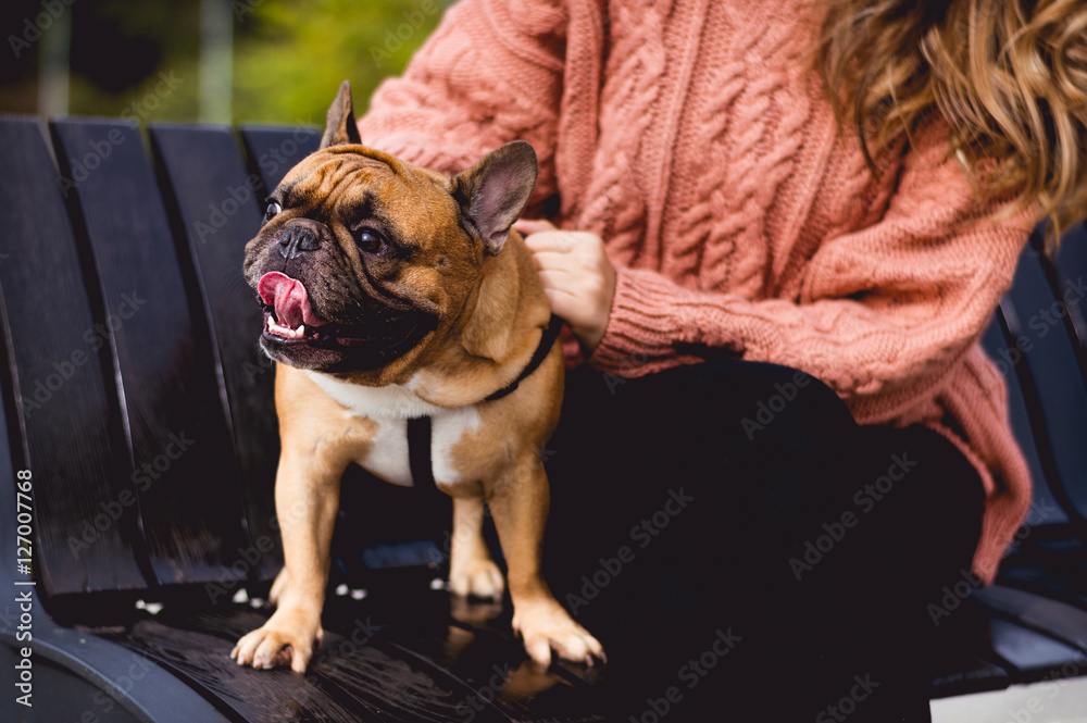 外面的法国斗牛犬