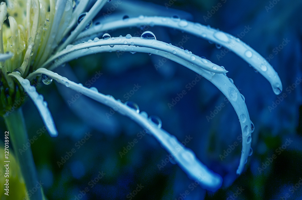 Colorful autumnal chrysanthemum background