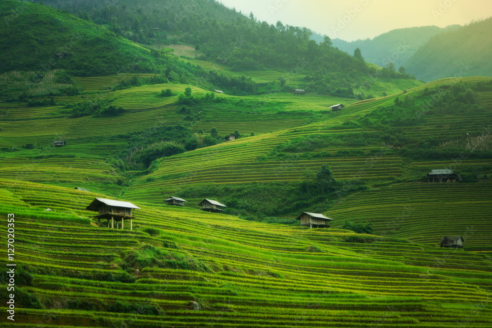 Terraced rice field in Mu Cang Chai, Vietnam