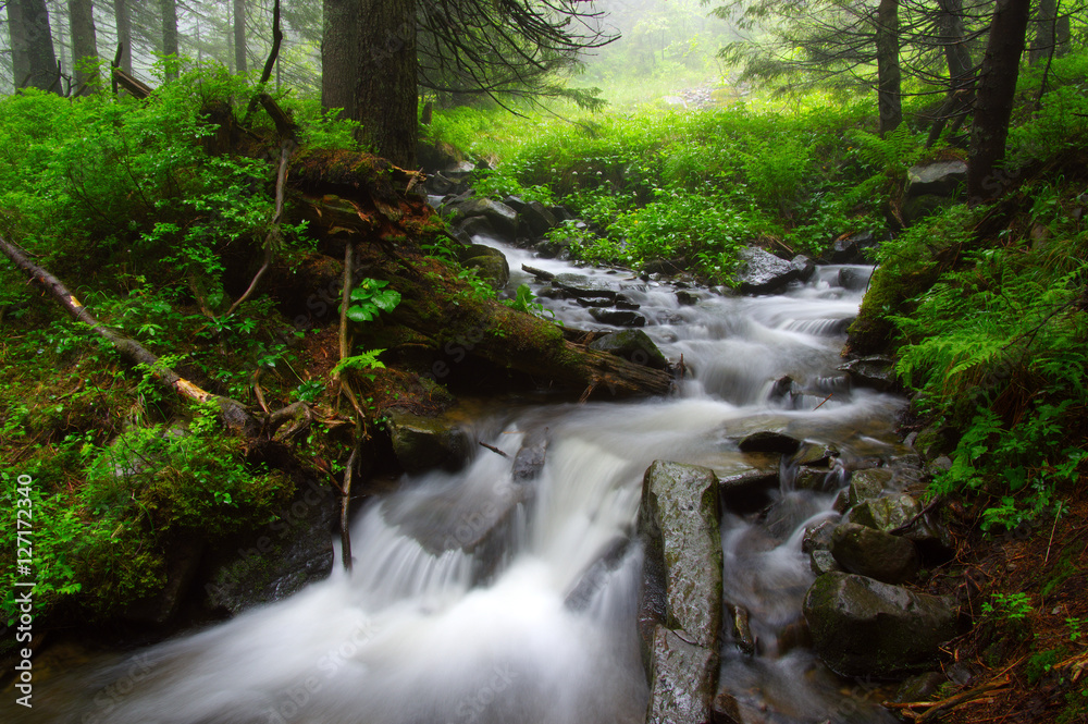 River in the woods