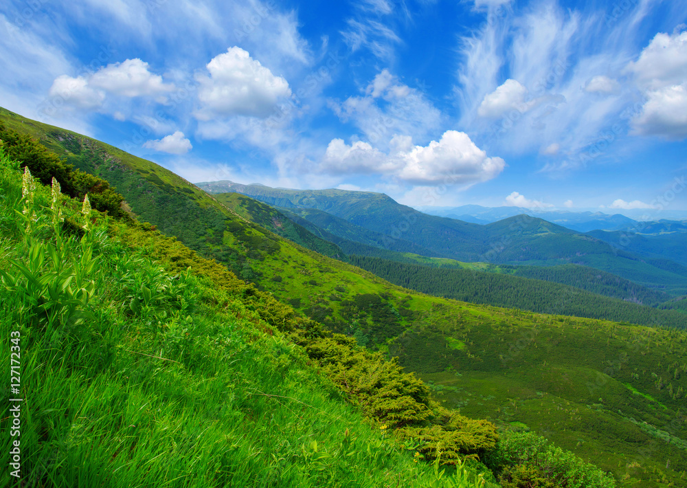 Mountain landscape in the summer