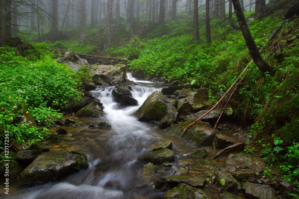 River in the woods