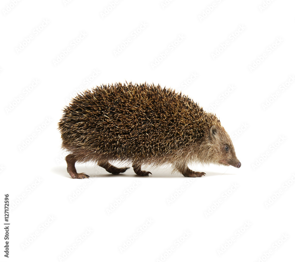 Hedgehog  isolated on white