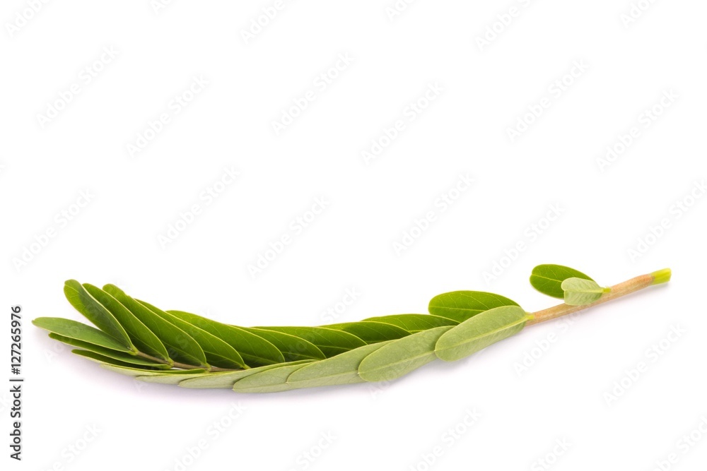 Green leaves isolated on white