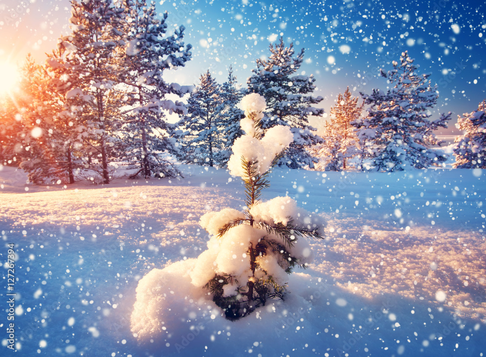 雪中傍晚的冬季景观中的美丽树木