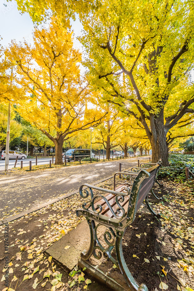 紅葉のいちょう