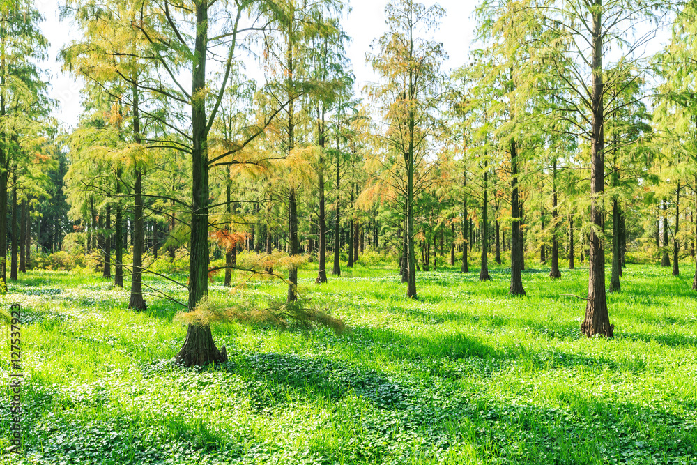 Sunbeams pour through trees in forest