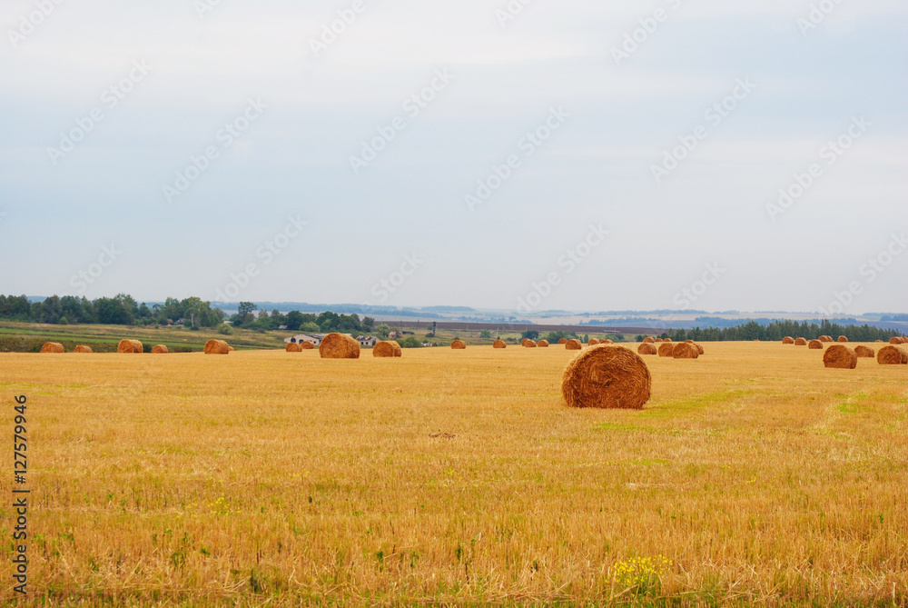 Golden wheat field on blue cloudy sky background. Country road